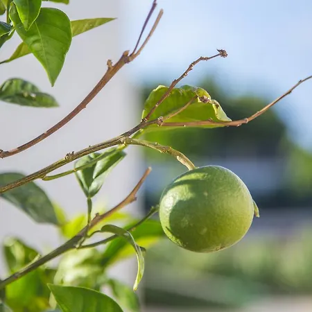 梅卢斯马里斯乡村民宿 *