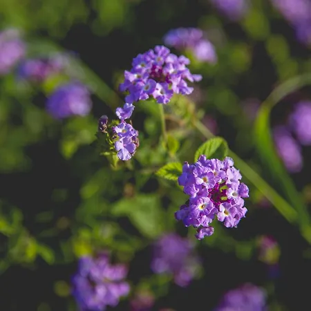 梅卢斯马里斯乡村民宿 *